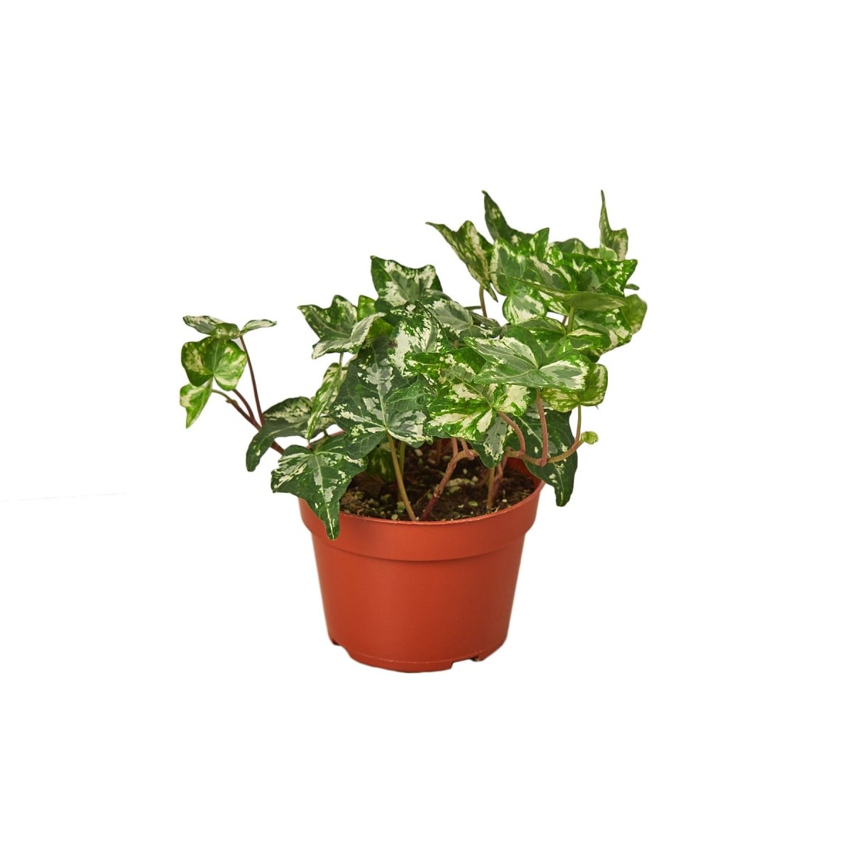 Ivy 'Kolibre' Indoor Plant - Mental Houseplants™