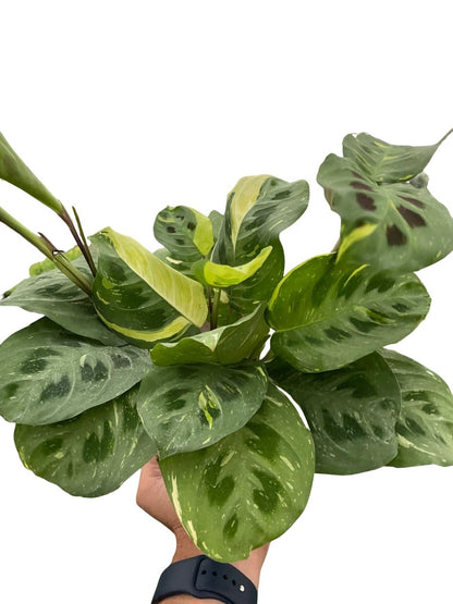 Maranta 'Beauty Kim' Indoor Plant - Mental Houseplants™