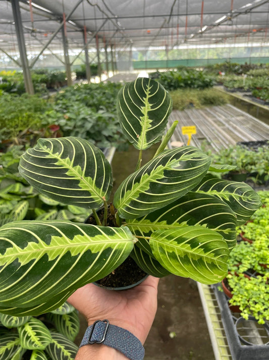 Maranta 'Lemon Lime' Indoor Plant - Mental Houseplants™