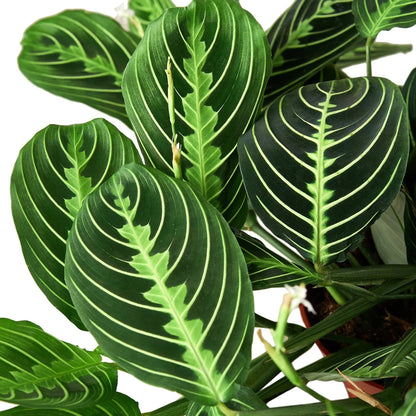 Maranta 'Lemon Lime' Indoor Plant - Mental Houseplants™