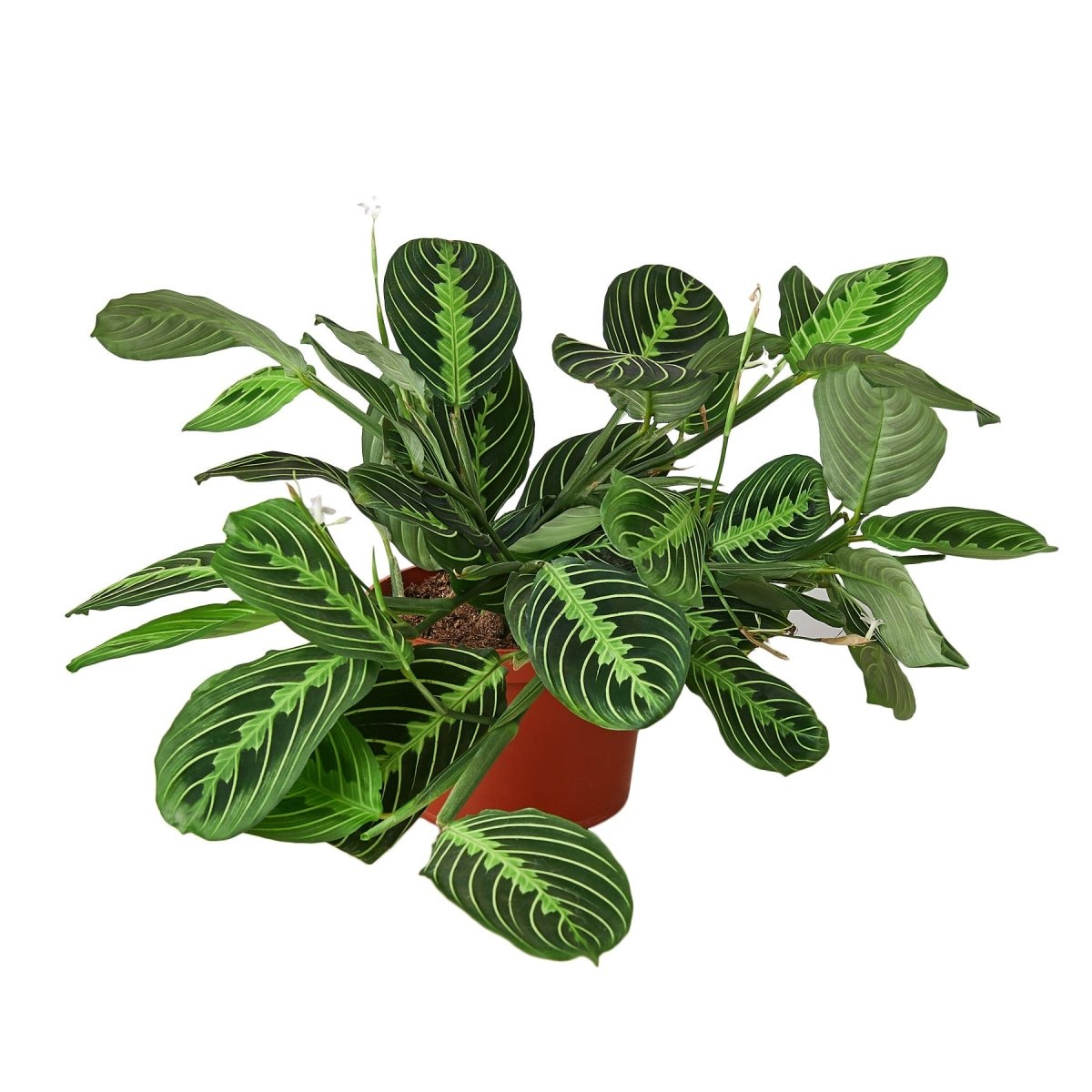 Maranta 'Lemon Lime' Indoor Plant - Mental Houseplants™