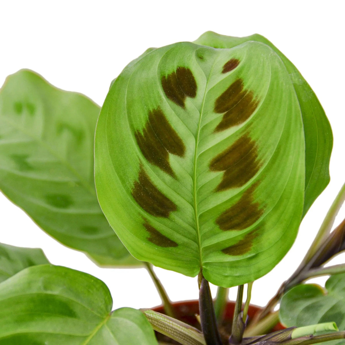 Maranta 'Rabbit's Foot' Indoor Plant - Mental Houseplants™