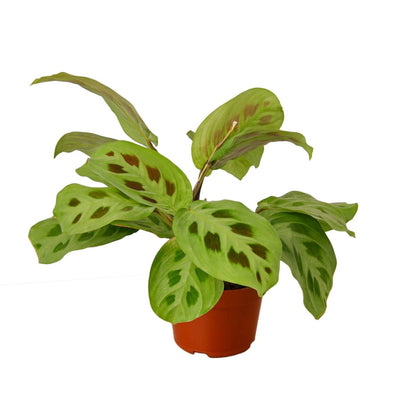 Maranta 'Rabbit's Foot' Indoor Plant - Mental Houseplants™