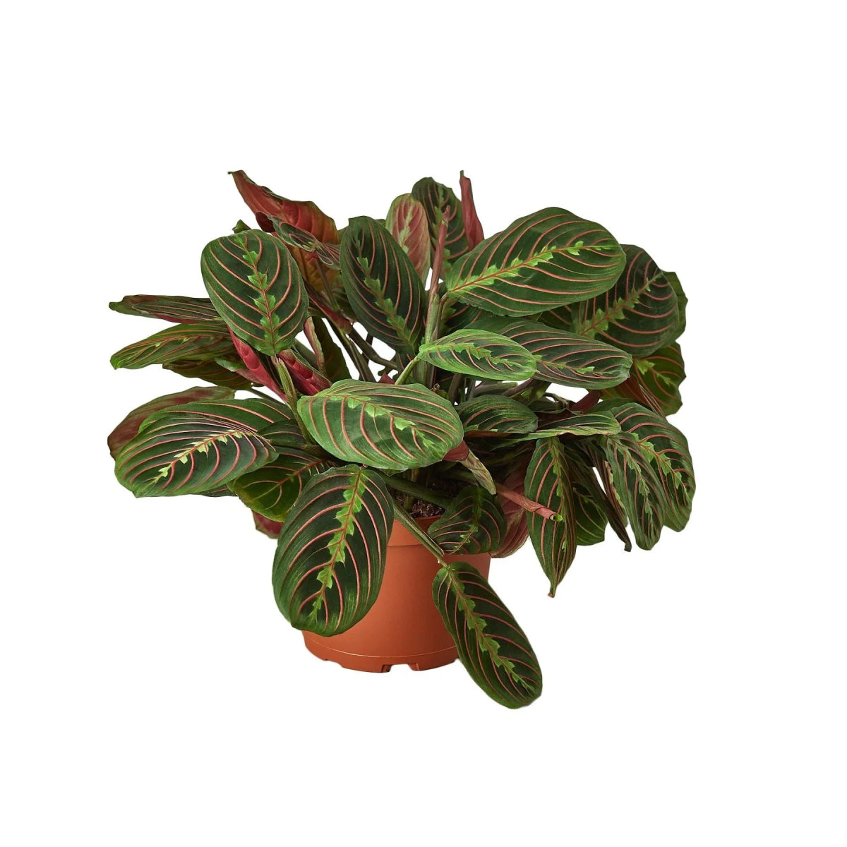 Maranta 'Red Prayer' Indoor Plant - Mental Houseplants™