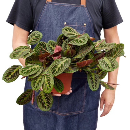 Maranta 'Red Prayer' Indoor Plant - Mental Houseplants™