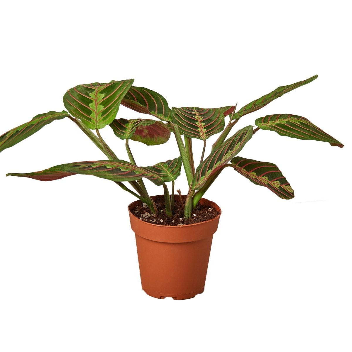 Maranta 'Red Prayer' Indoor Plant - Mental Houseplants™