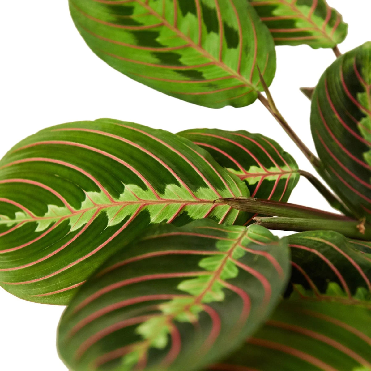 Maranta 'Red Prayer' Indoor Plant - Mental Houseplants™