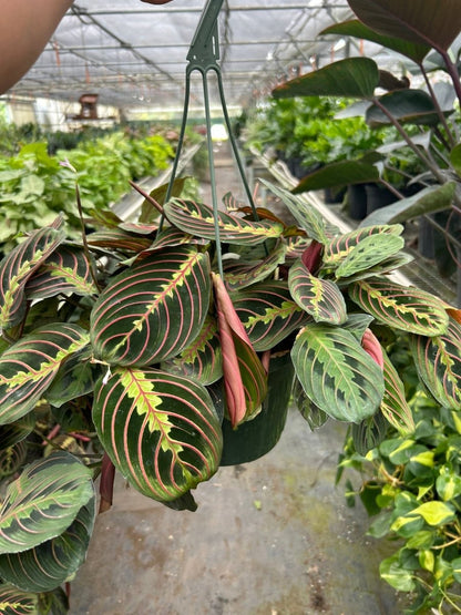 Maranta 'Red Prayer' Indoor Plant - Mental Houseplants™