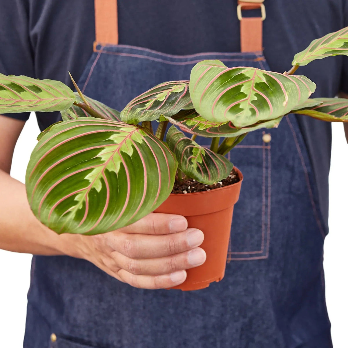 Maranta 'Red Prayer' Indoor Plant - Mental Houseplants™