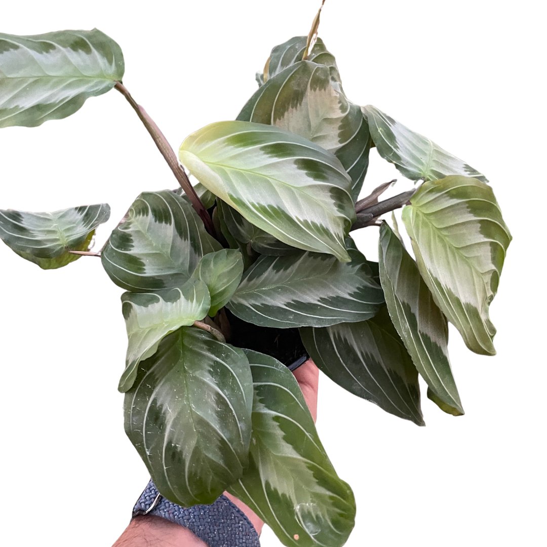 Maranta 'Silver Band' Indoor Plant - Mental Houseplants™