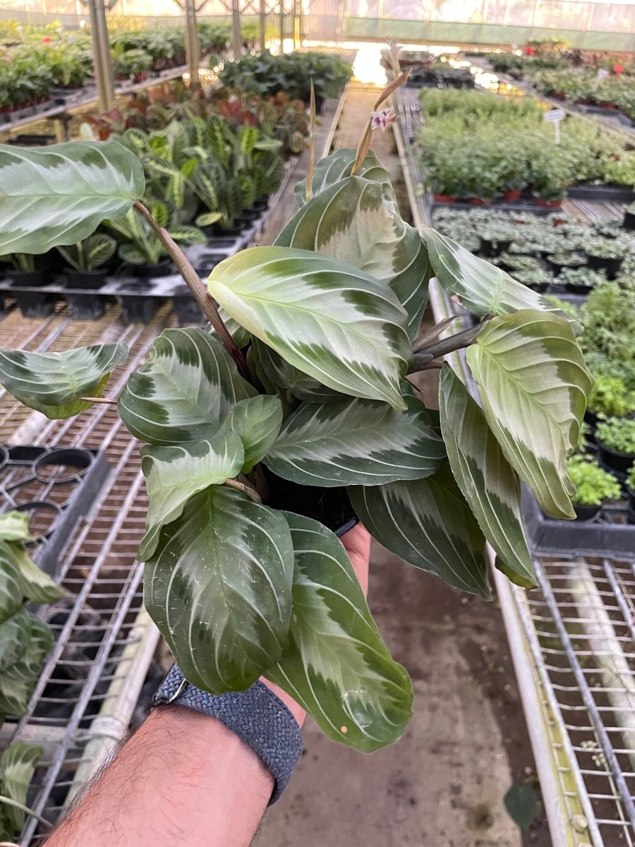 Maranta 'Silver Band' Indoor Plant - Mental Houseplants™