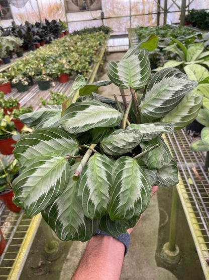 Maranta 'Silver Band' Indoor Plant - Mental Houseplants™