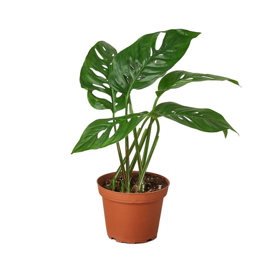 Monstera 'Mini Swiss Cheese' Indoor Plant - Mental Houseplants™