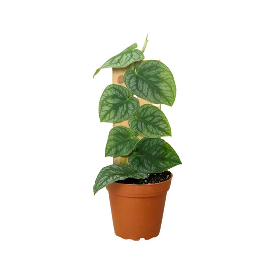 Monstera 'Shingle Plant' Indoor Plant - Mental Houseplants™