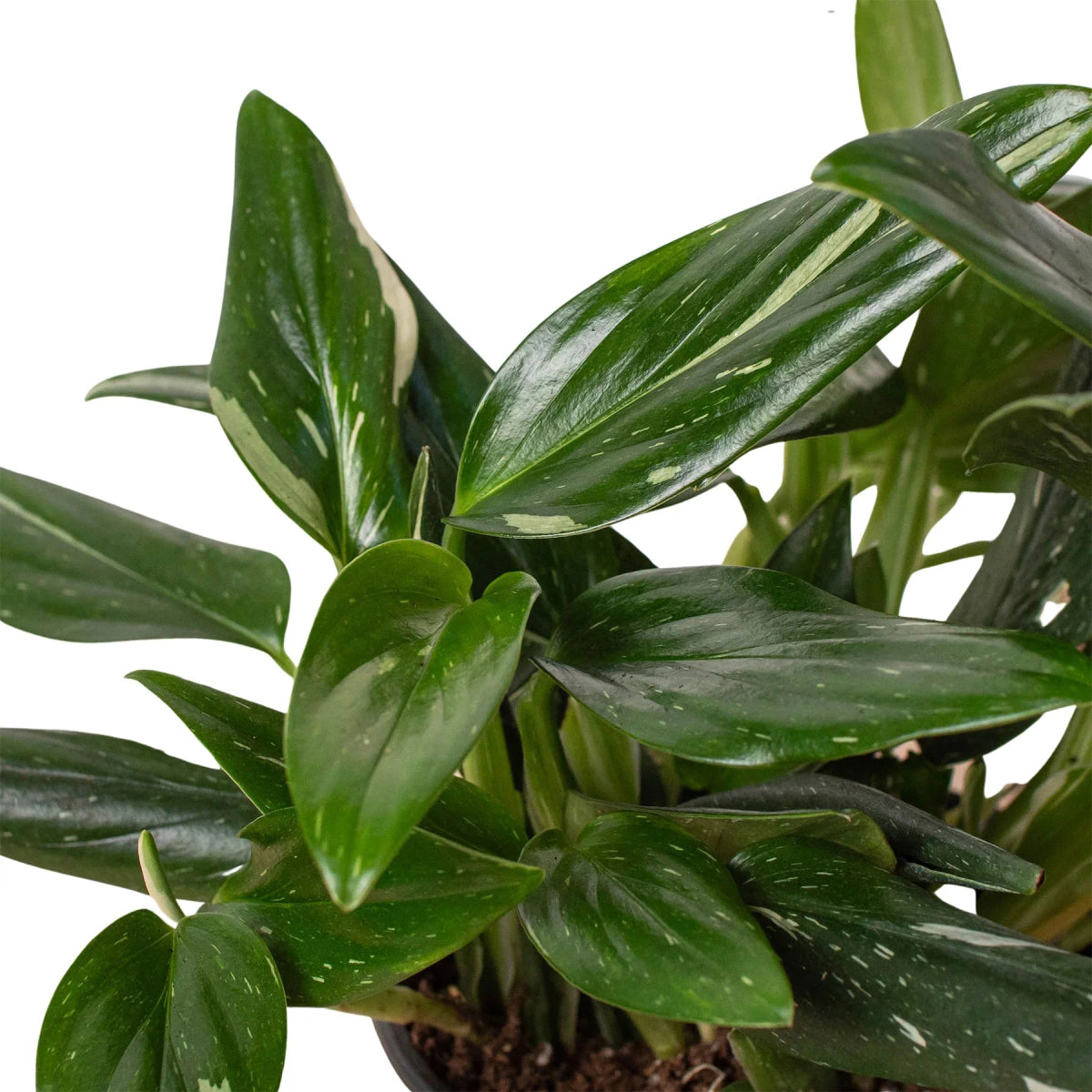 Monstera 'Standeleyana Albo' Indoor Plant - Mental Houseplants™