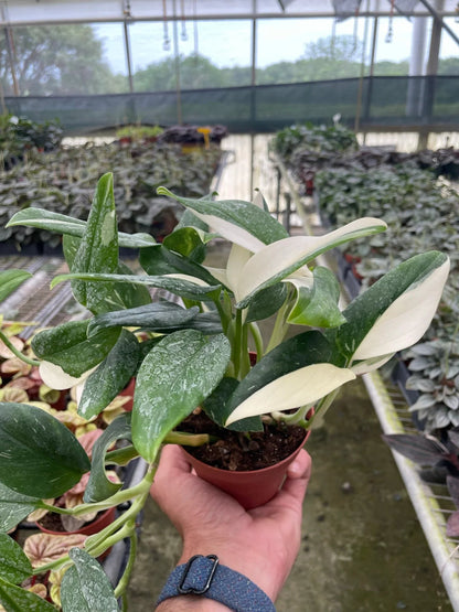 Monstera 'Standeleyana Albo' Indoor Plant - Mental Houseplants™