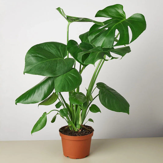 Monstera 'Swiss Cheese' Indoor Plant - Mental Houseplants™