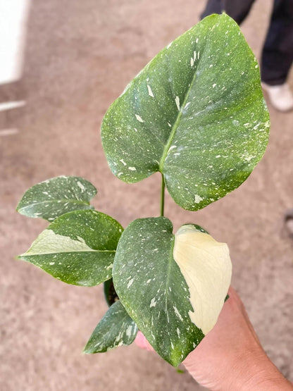 Monstera 'Thai Constellation' Indoor Plant - Mental Houseplants™