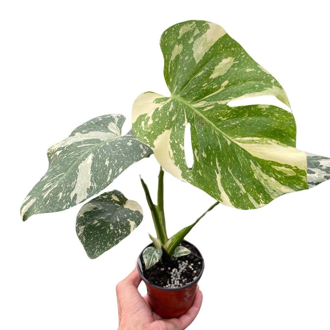 Monstera 'Thai Constellation' Indoor Plant - Mental Houseplants™