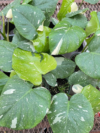 Monstera 'Thai Constellation' Indoor Plant - Mental Houseplants™