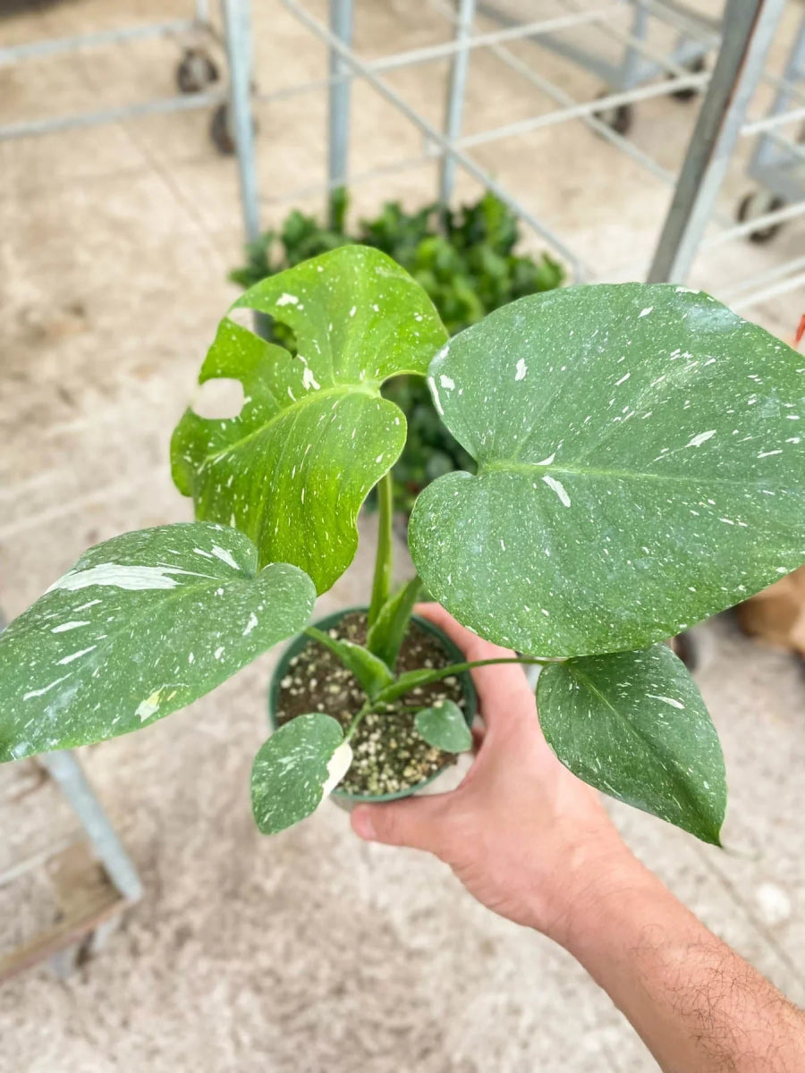 Monstera 'Thai Constellation' Indoor Plant - Mental Houseplants™