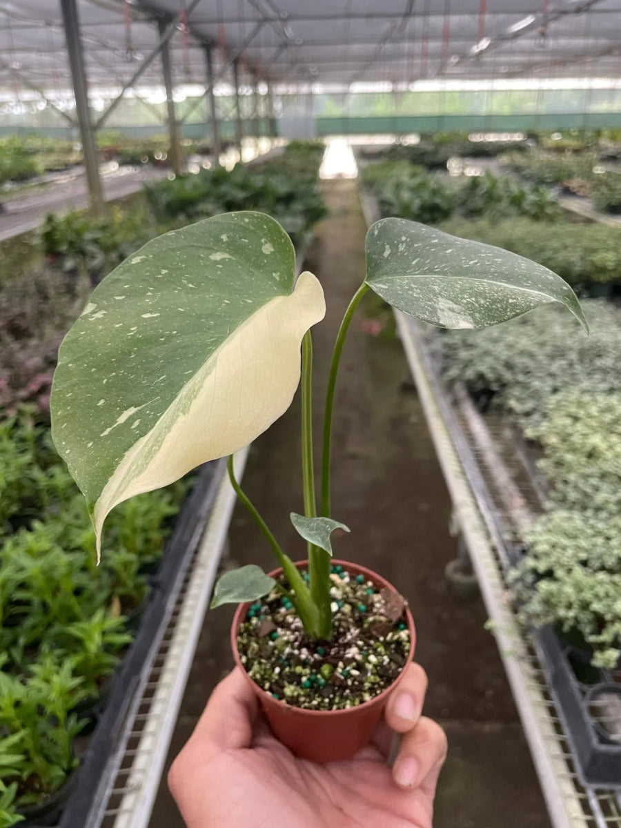 Monstera 'Thai Constellation' Indoor Plant - Mental Houseplants™