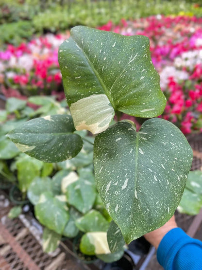 Monstera 'Thai Constellation' Indoor Plant - Mental Houseplants™