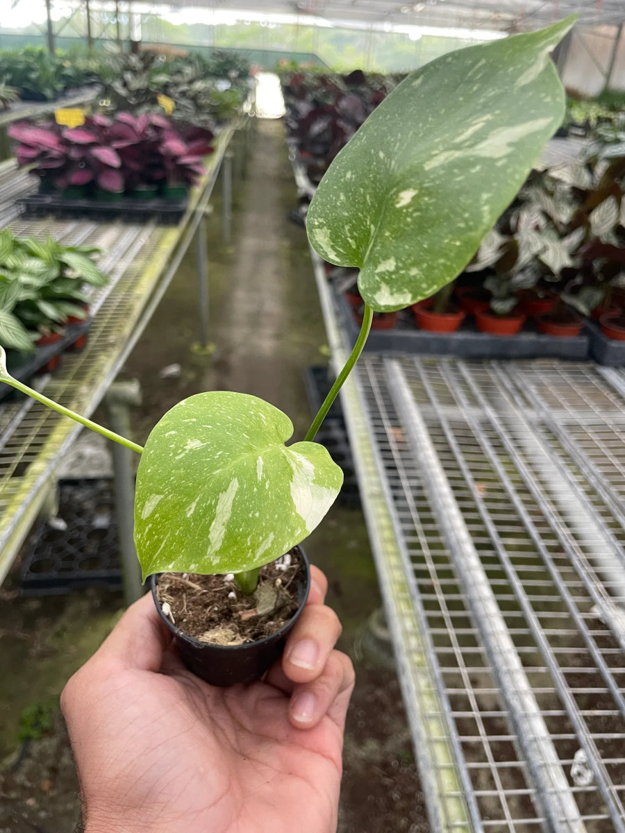 Monstera 'Thai Constellation' Indoor Plant - Mental Houseplants™