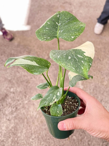 Monstera 'Thai Constellation' Indoor Plant - Mental Houseplants™