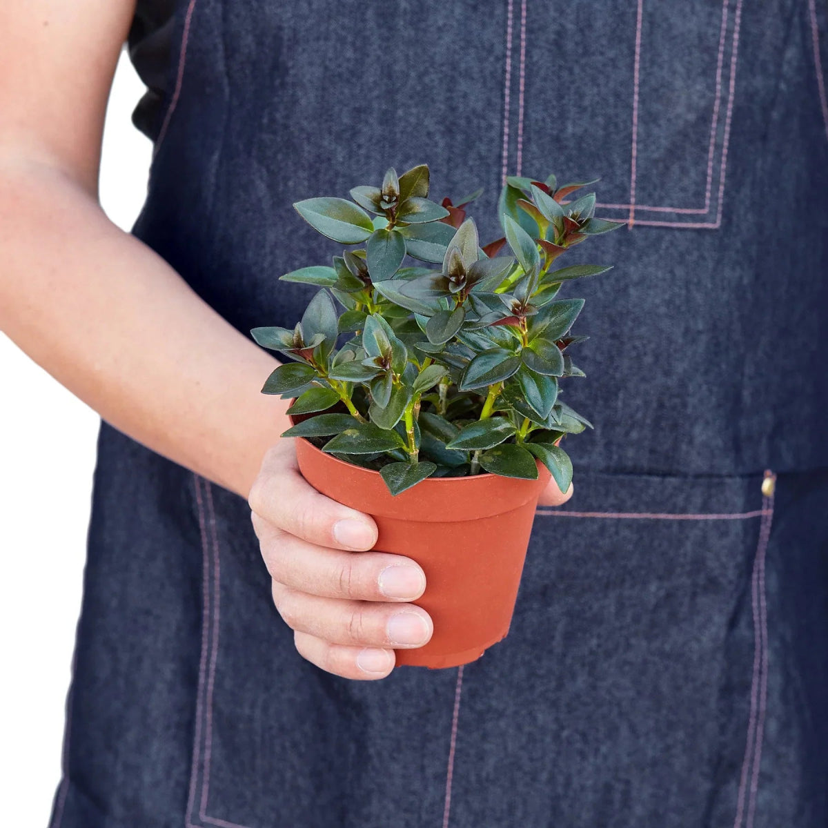 Nematanthus 'Black Goldfish' Indoor Plant - Mental Houseplants™