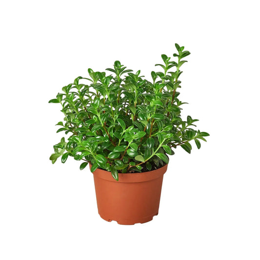 Nematanthus 'Goldfish' Indoor Plant - Mental Houseplants™