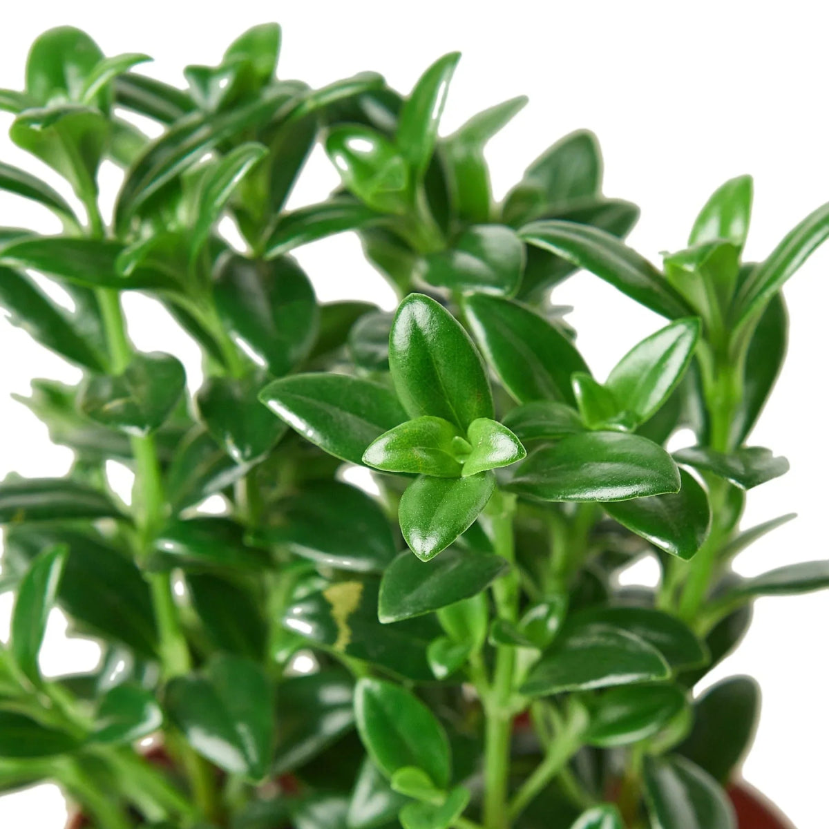 Nematanthus 'Goldfish' Indoor Plant - Mental Houseplants™