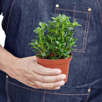 Nematanthus 'Goldfish' Indoor Plant - Mental Houseplants™