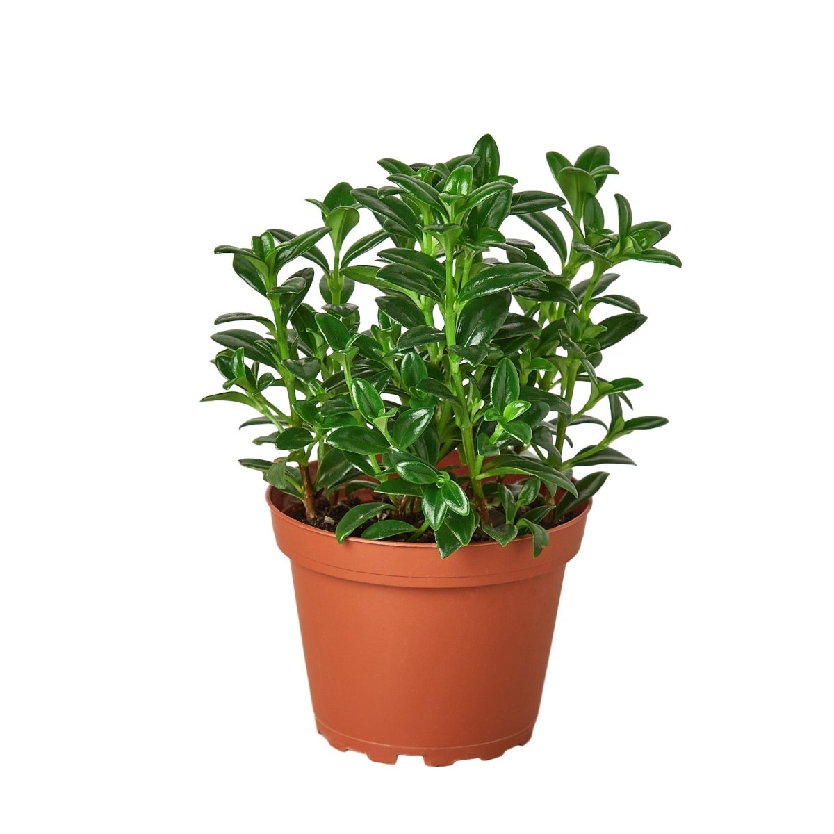 Nematanthus 'Goldfish' Indoor Plant - Mental Houseplants™