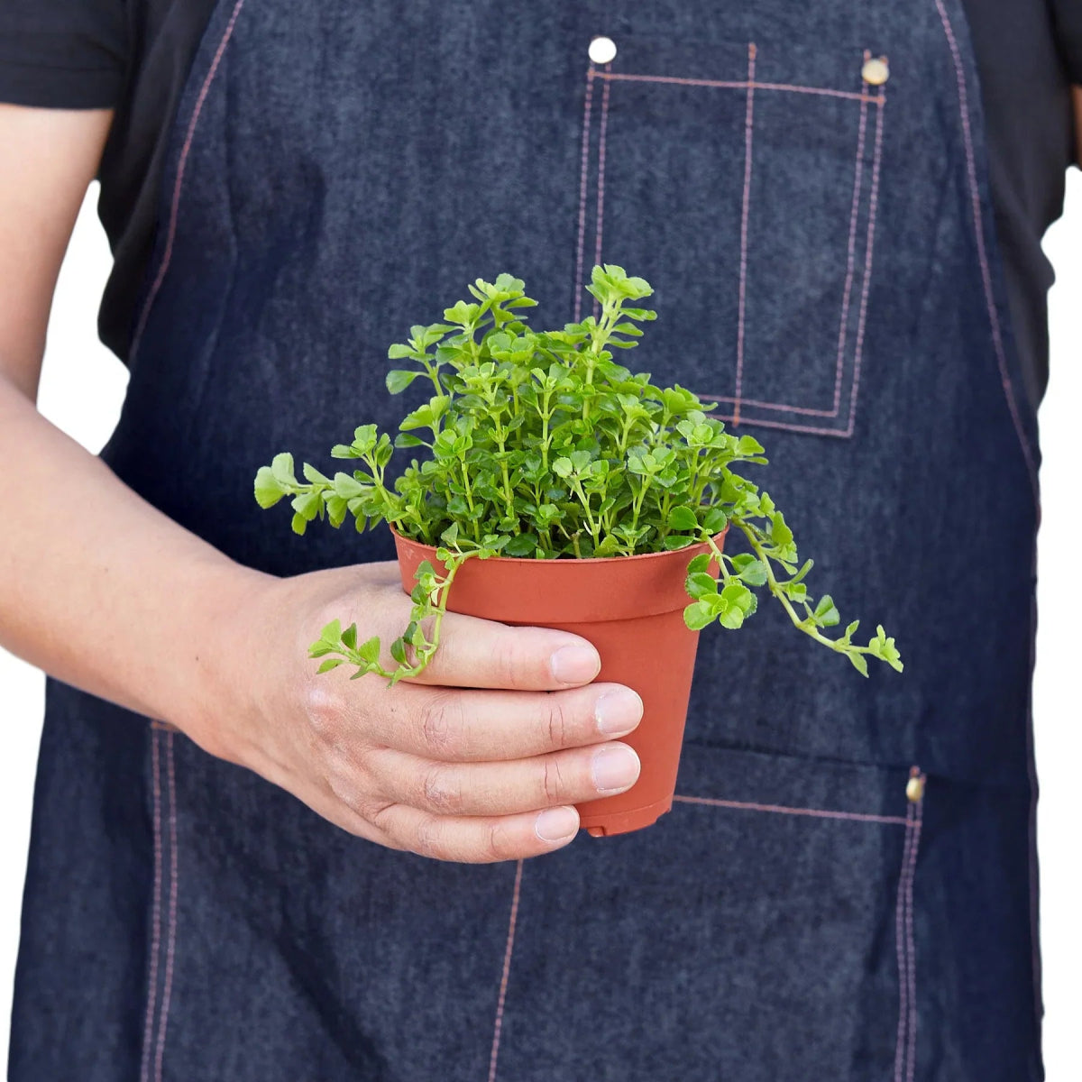 Nettle 'Baby's Tear' Indoor Plant - Mental Houseplants™