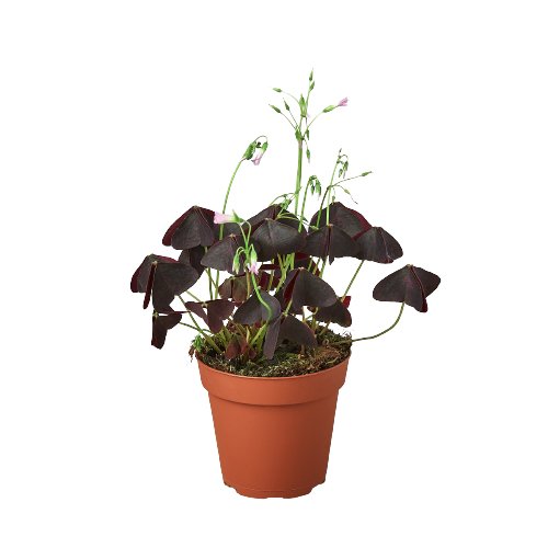 Oxalis 'Purple Shamrock' Indoor Plant - Mental Houseplants™