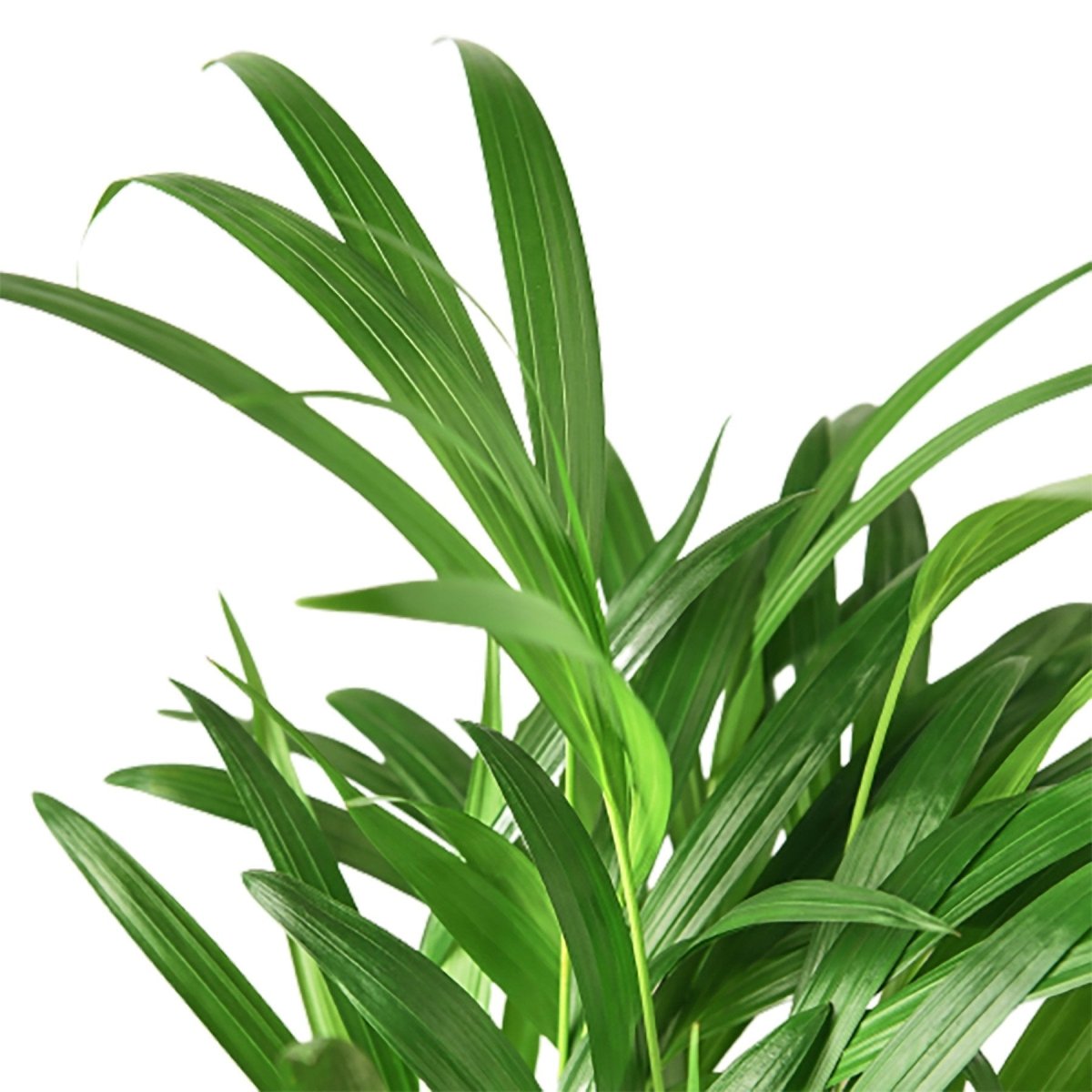 Palm 'Areca' Indoor Plant - Mental Houseplants™