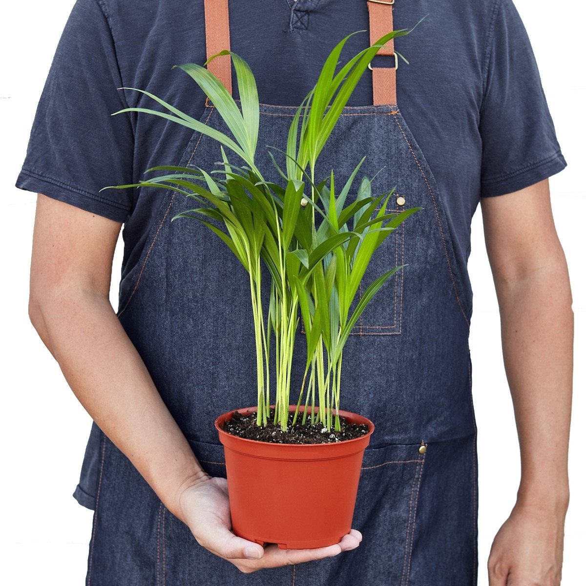 Palm 'Areca' Indoor Plant - Mental Houseplants™