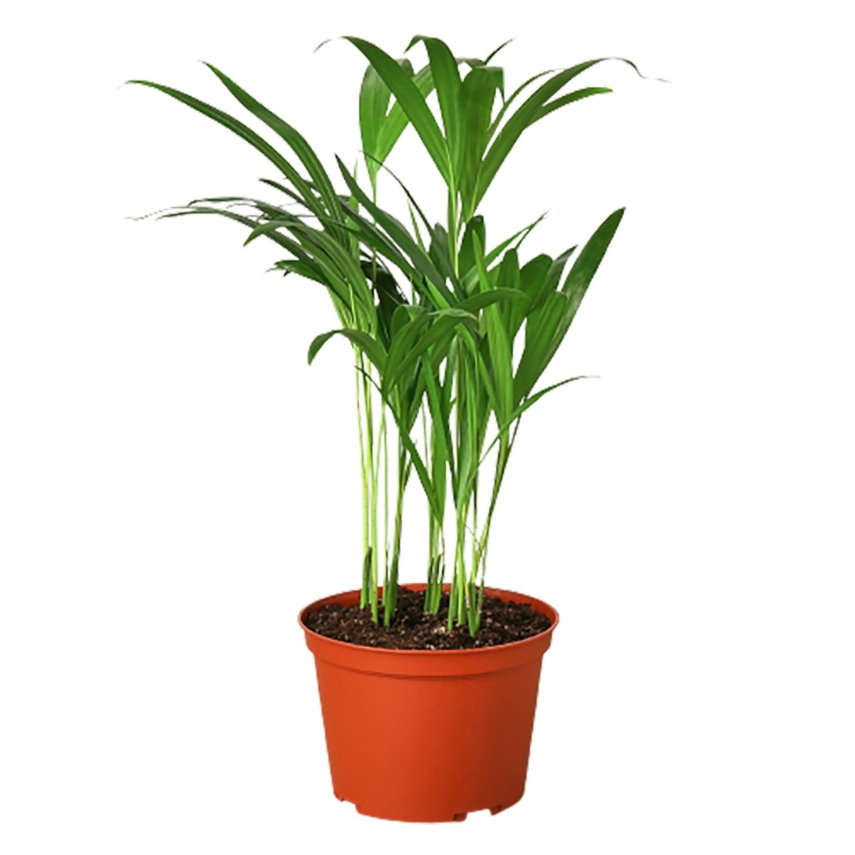 Palm 'Areca' Indoor Plant - Mental Houseplants™