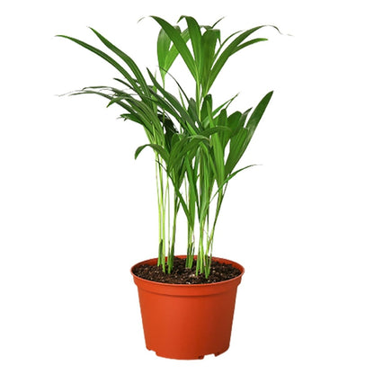 Palm 'Areca' Indoor Plant - Mental Houseplants™