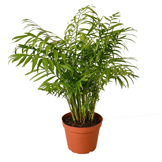 Palm 'Parlor' Indoor Plant - Mental Houseplants™