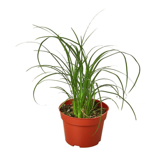 Palm 'Ponytail' Indoor Plant - Mental Houseplants™