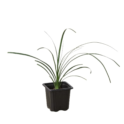 Palm 'Ponytail' Indoor Plant - Mental Houseplants™