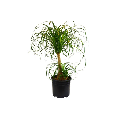 Palm 'Ponytail' Indoor Plant - Mental Houseplants™