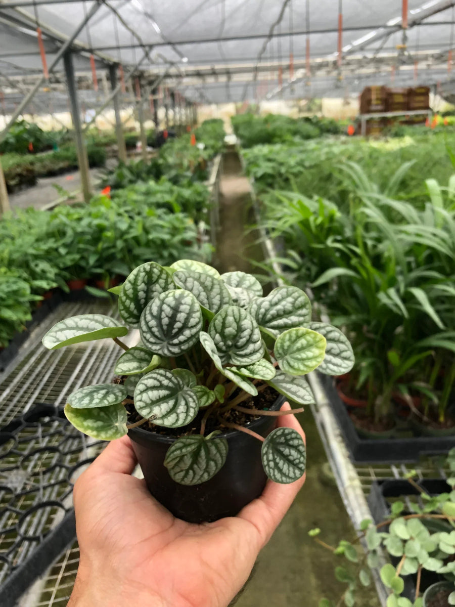 Peperomia 'Burbella' Indoor Plant - Mental Houseplants™