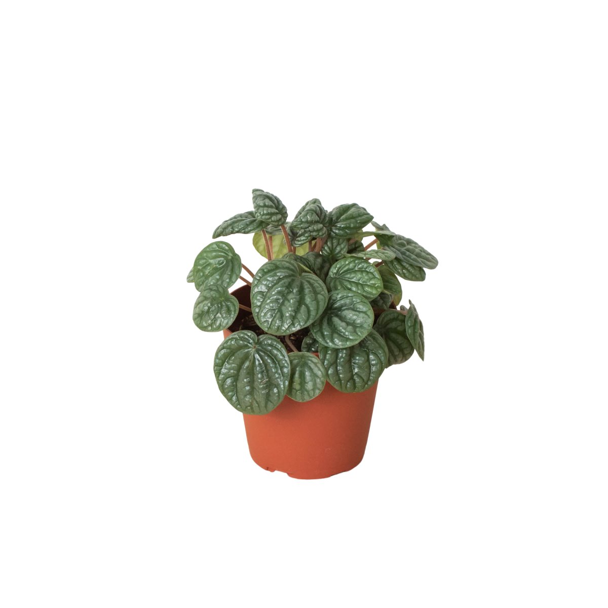 Peperomia 'Burbella' Indoor Plant - Mental Houseplants™