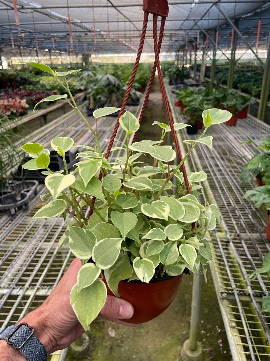 Peperomia 'Cupid' Indoor Plant - Mental Houseplants™