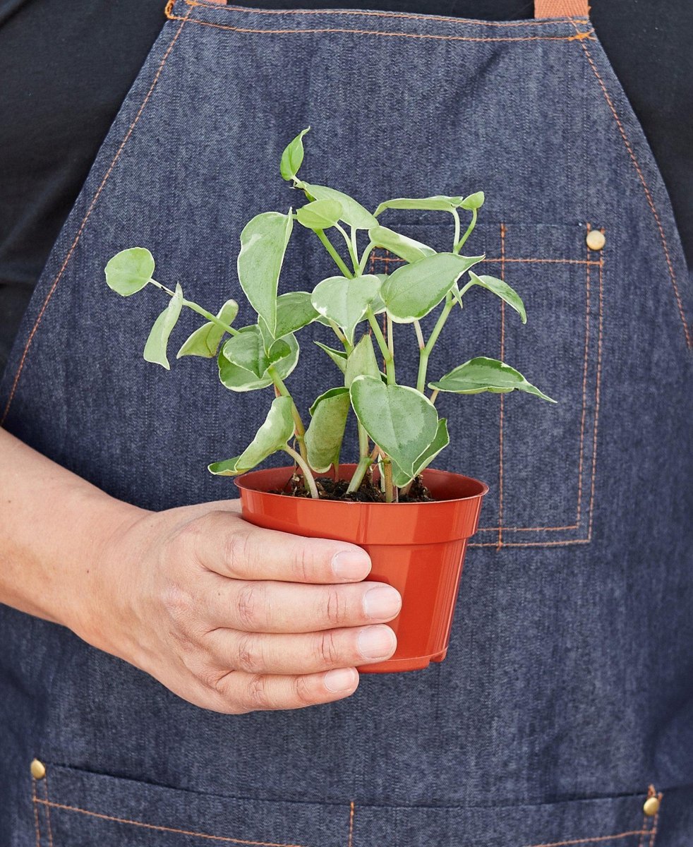 Peperomia 'Cupid' Indoor Plant - Mental Houseplants™