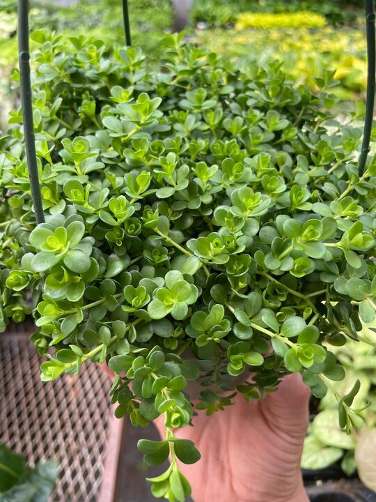 Peperomia 'Deppeana' Indoor Plant - Mental Houseplants™