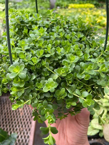 Peperomia 'Deppeana' Indoor Plant - Mental Houseplants™